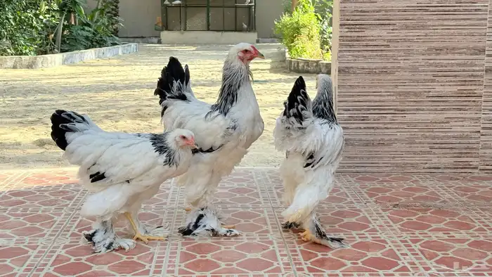 طقم براهم ألماني عملاق 3