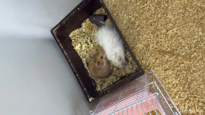 هامستر للبيع 1