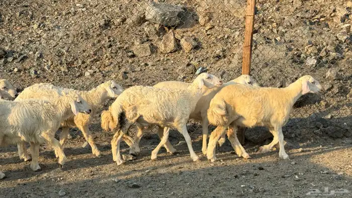 السلام عليكم ورحمة وبركاته أعراض لكم طليان ورخال 0