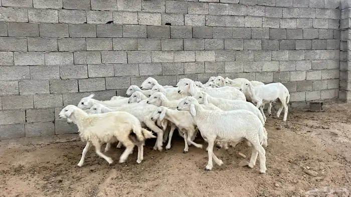 خرفان ورخال بهم طيب ونضاف 1