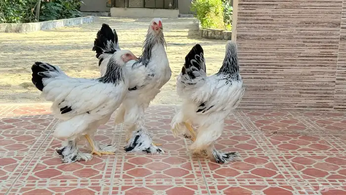 طقم براهم ألماني عملاق 4