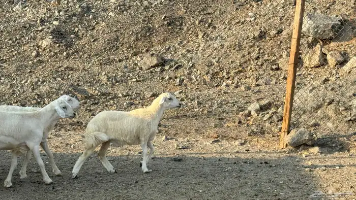 السلام عليكم ورحمة وبركاته أعراض لكم طليان ورخال 10