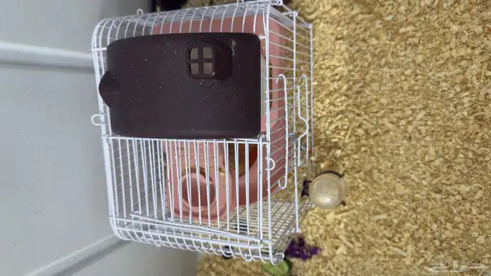 هامستر للبيع 0