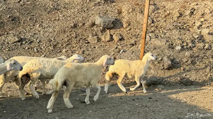 السلام عليكم ورحمة وبركاته أعراض لكم طليان ورخال 7