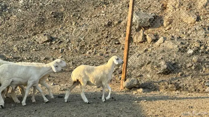 السلام عليكم ورحمة وبركاته أعراض لكم طليان ورخال 11