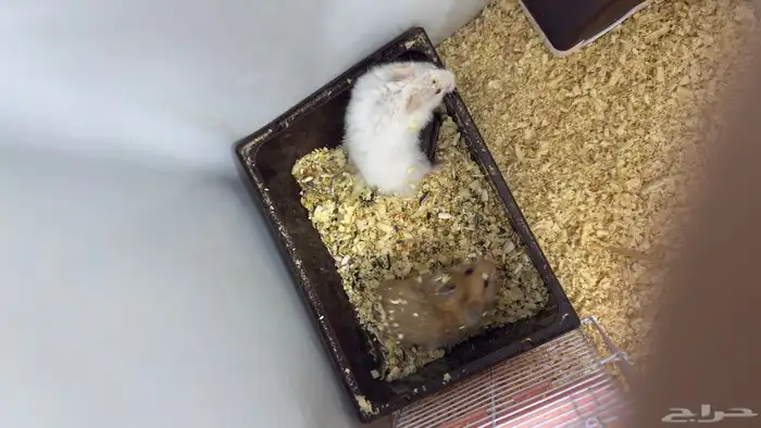 هامستر للبيع 3