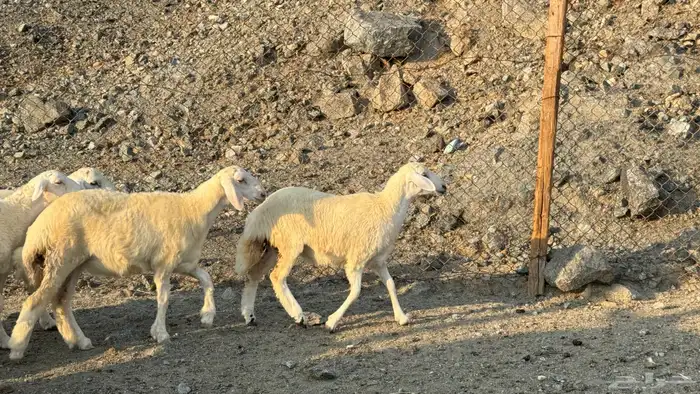 السلام عليكم ورحمة وبركاته أعراض لكم طليان ورخال 3