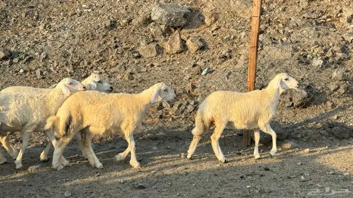 السلام عليكم ورحمة وبركاته أعراض لكم طليان ورخال 2