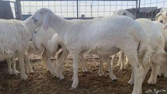 مشروع فحل خروف حري العمر تقريبن 3 الى 4 شهور 3