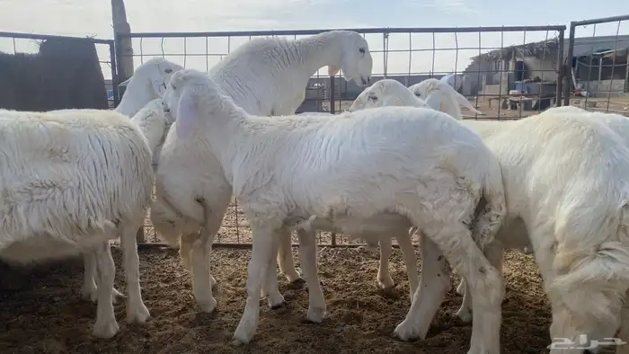 مشروع فحل خروف حري العمر تقريبن 3 الى 4 شهور 2