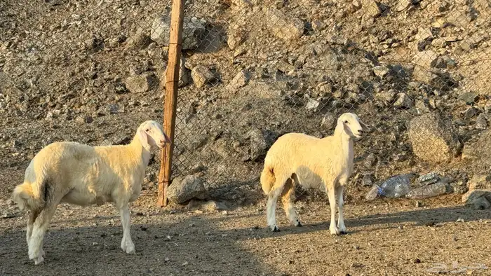 السلام عليكم ورحمة وبركاته أعراض لكم طليان ورخال 4