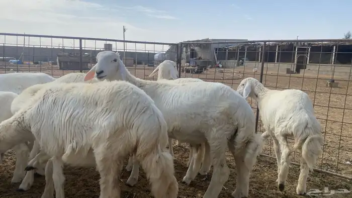 مشروع فحل خروف حري العمر تقريبن 3 الى 4 شهور 0