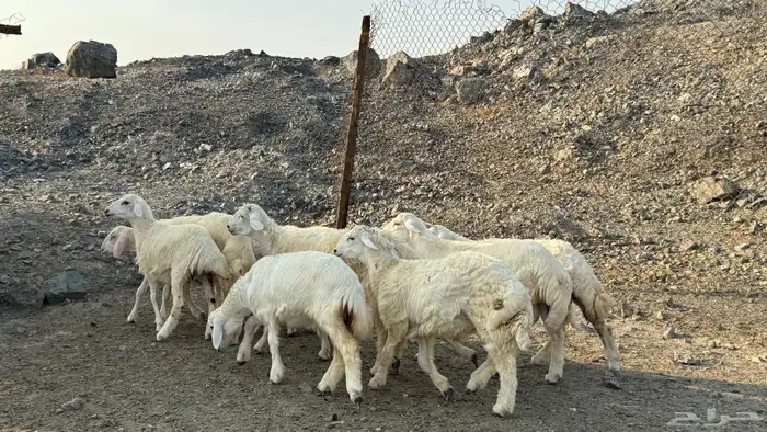 السلام عليكم ورحمة وبركاته أعراض لكم طليان ورخال 5