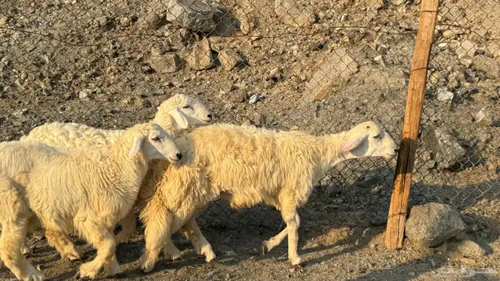 السلام عليكم ورحمة وبركاته أعراض لكم طليان ورخال 6