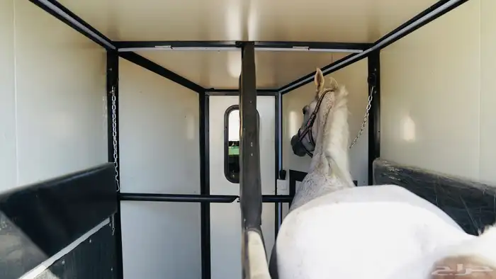 عربة نقل خيل راسين جديده متواجده بالطائف 5