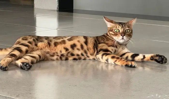 قط بنقال انثى طالبة تزاوج 0