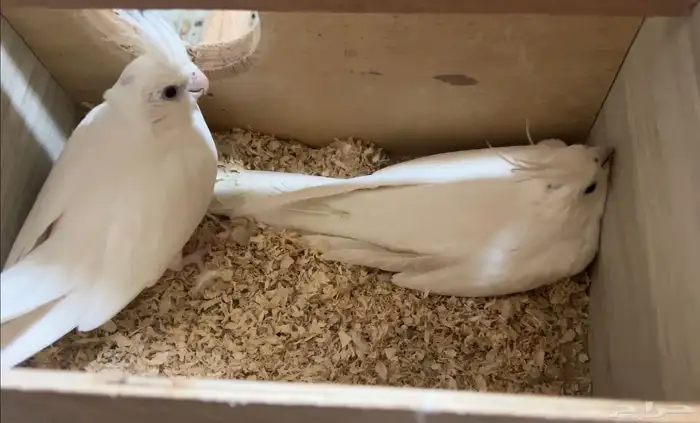 جوز كروان البينو منتج 0