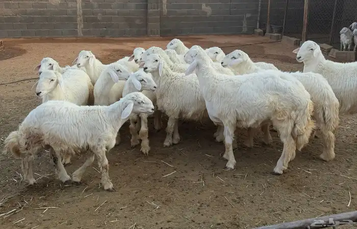 غنم للبيع ( طليان) 2