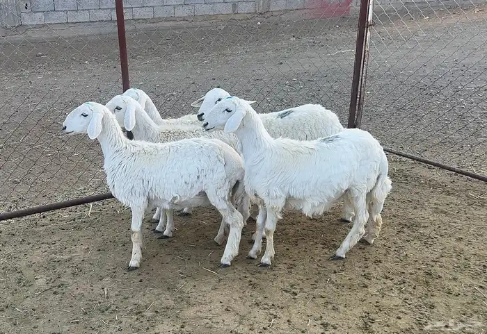 رخال صنف للبيع عدد 5 0