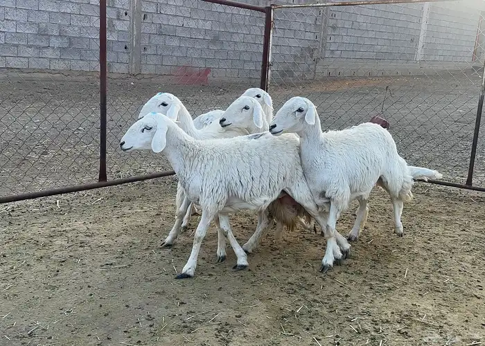 رخال صنف للبيع عدد 5 3