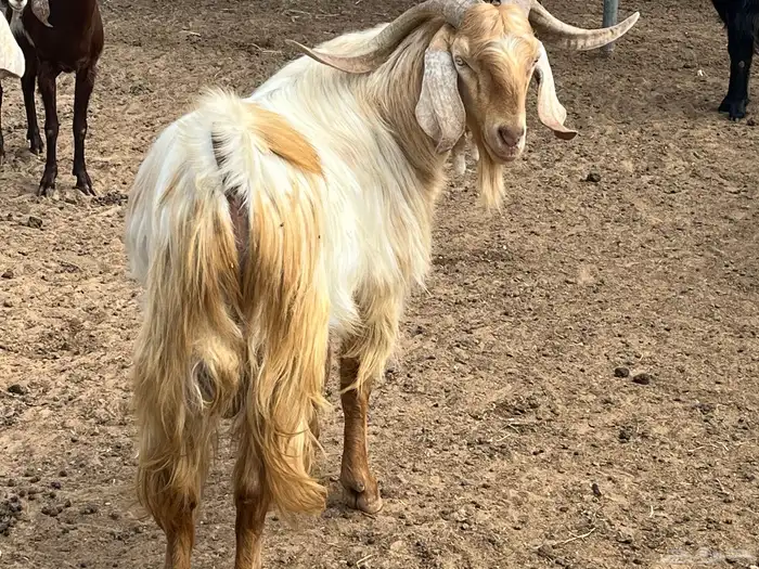 فحل ماعز مصري 5