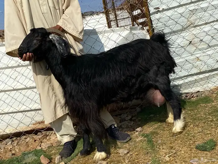 يامدورين الحليب معزا عارضيات حليب وافر شرط 38