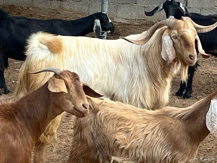 فحل ماعز مصري 0