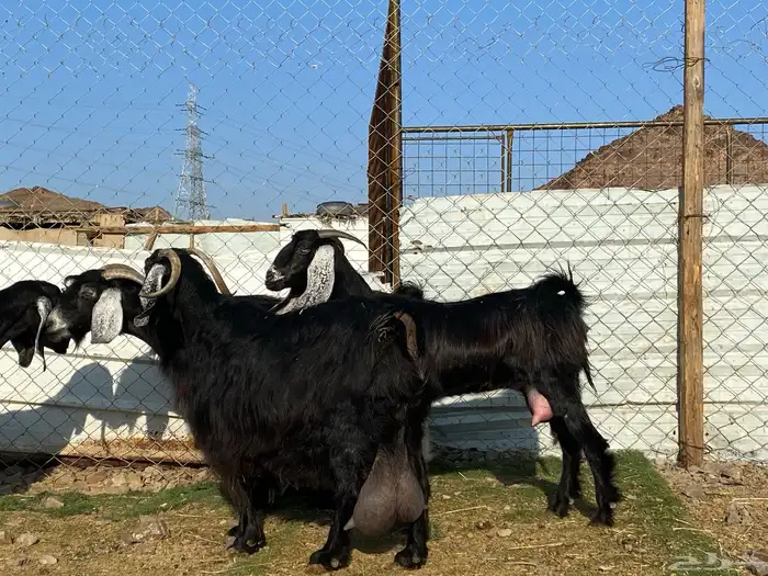 يامدورين الحليب معزا عارضيات حليب وافر شرط 30