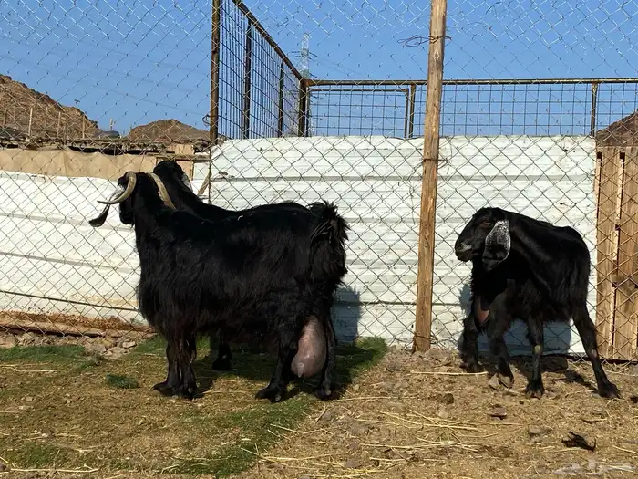 يامدورين الحليب معزا عارضيات حليب وافر شرط 5