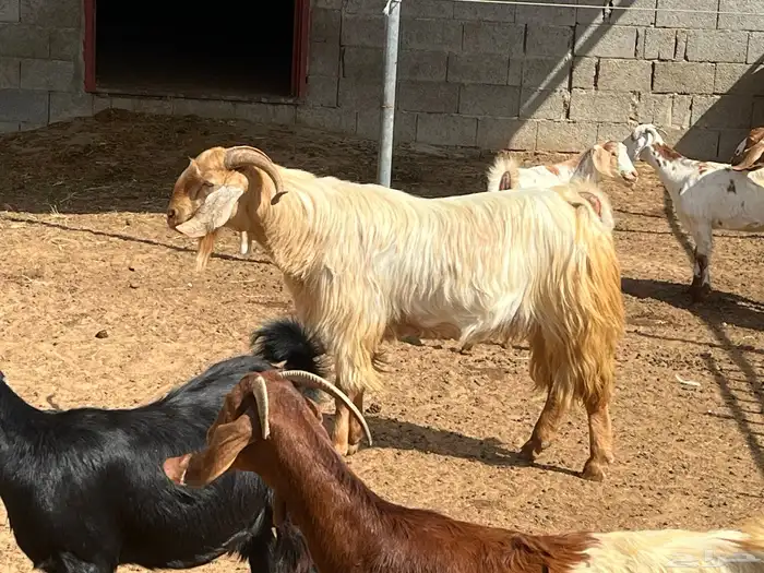 فحل ماعز مصري 7