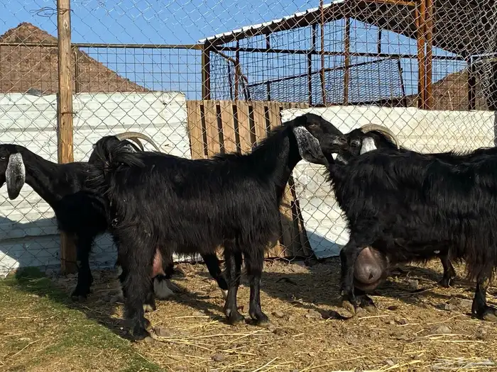 يامدورين الحليب معزا عارضيات حليب وافر شرط 14