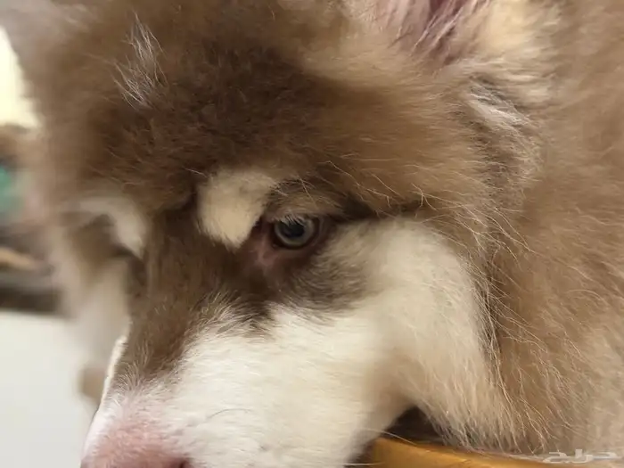 جرو مالموت الاسكا 5