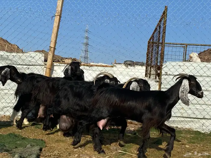 يامدورين الحليب معزا عارضيات حليب وافر شرط 11