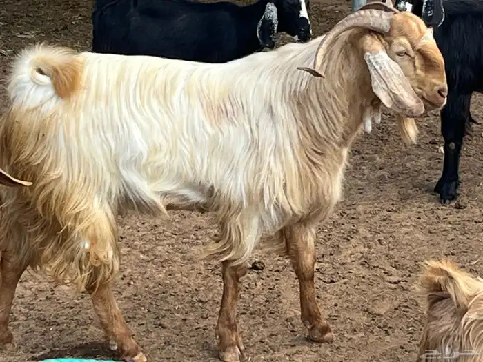 فحل ماعز مصري 1