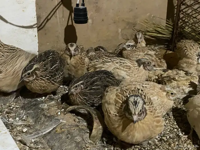 سمان  او فري ذكور _ العمر43 يوم جاهزة للتربيية والذبح 1