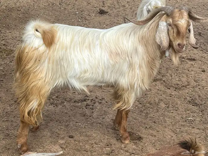 فحل ماعز مصري 4