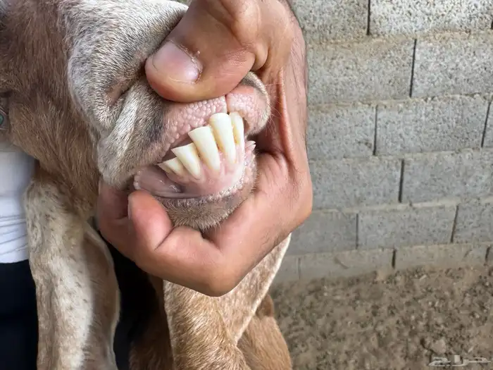 معزا منوه القاني كفوو 7