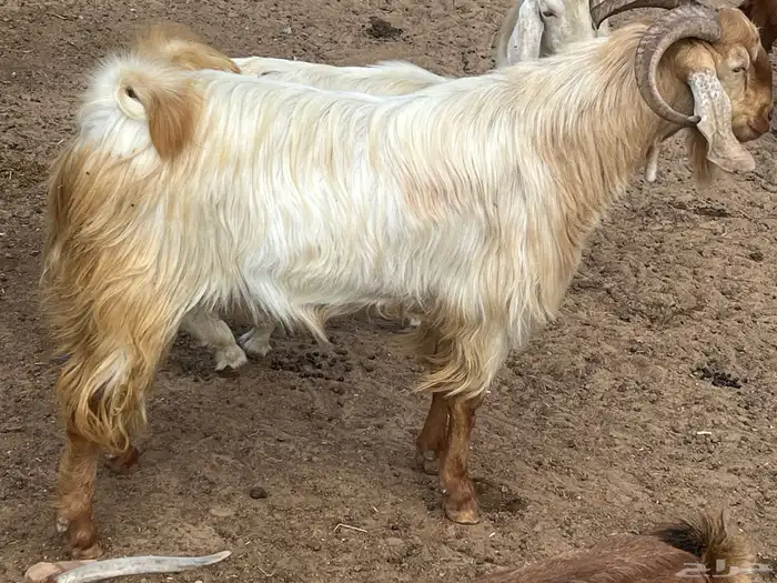 فحل ماعز مصري 3