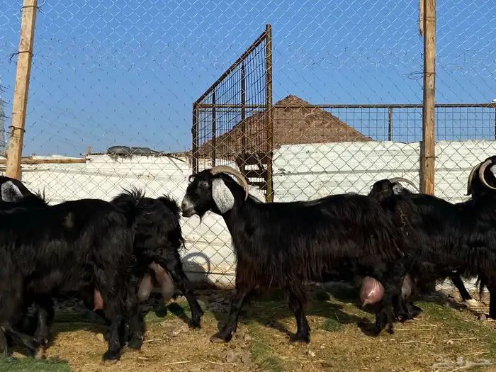 يامدورين الحليب معزا عارضيات حليب وافر شرط 23