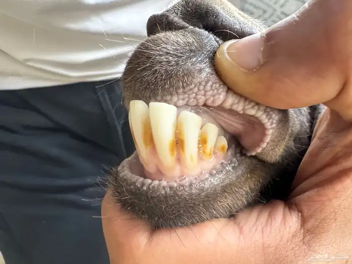 معزا منوه القاني كفوو 3