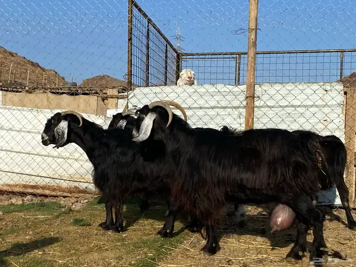 يامدورين الحليب معزا عارضيات حليب وافر شرط 8