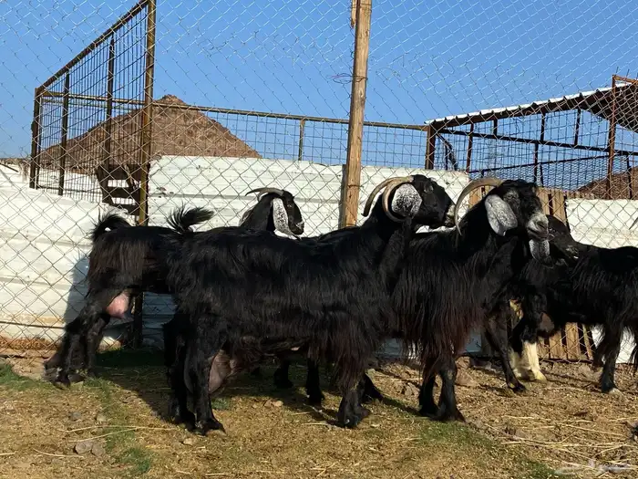 يامدورين الحليب معزا عارضيات حليب وافر شرط 29