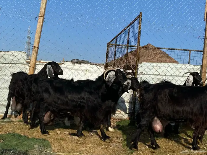 يامدورين الحليب معزا عارضيات حليب وافر شرط 19