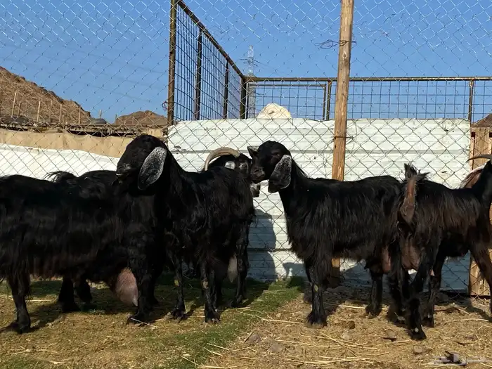 يامدورين الحليب معزا عارضيات حليب وافر شرط 3