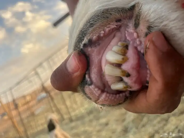 نجديه والد 0