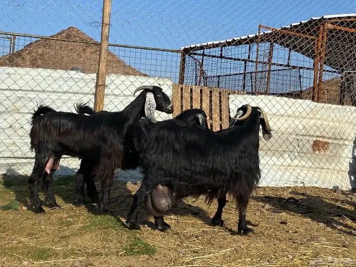 يامدورين الحليب معزا عارضيات حليب وافر شرط 13