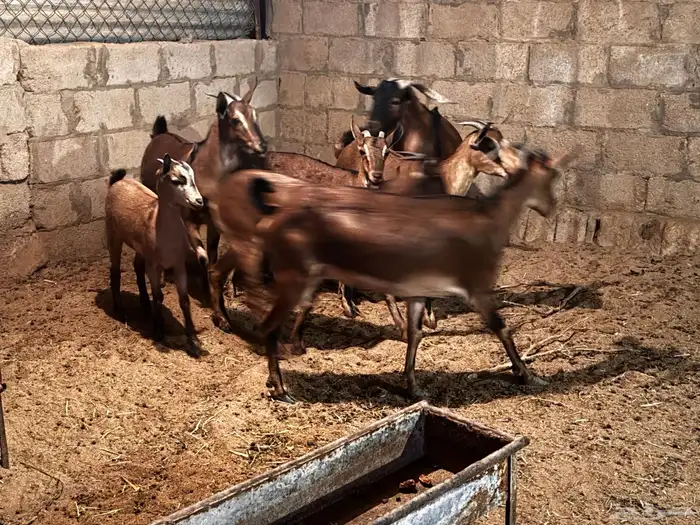 معزا هجين وعل 0