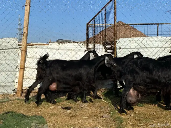 يامدورين الحليب معزا عارضيات حليب وافر شرط 27