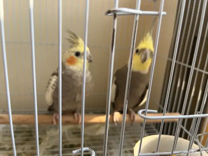 للبيع جوز كروان ذكر وانثى 4