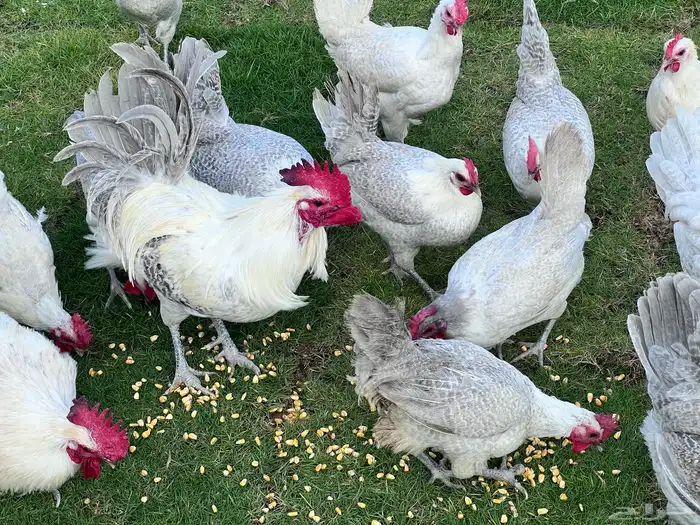 صوص فيومي سيلفر 8